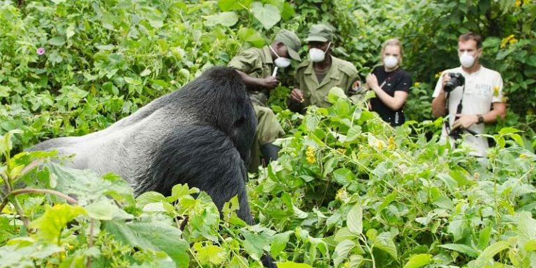 Rwanda Gorilla Permits Rwanda Wildlife