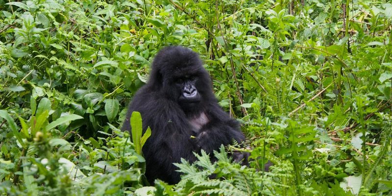 4 Days Rwanda Double Gorilla Safari | Rwanda WildLife